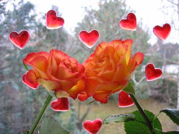 Les roses de l'amour