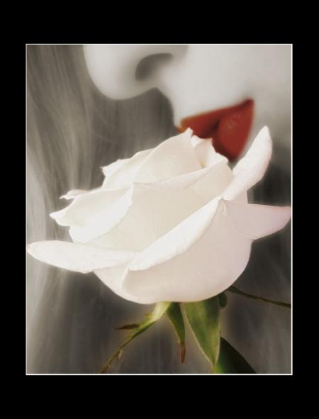 Le baiser � la rose